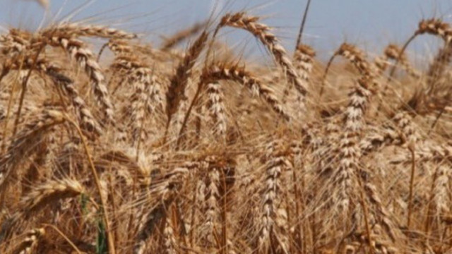 Цените на пшеницата достигнаха рекордни нива в понеделник след решението