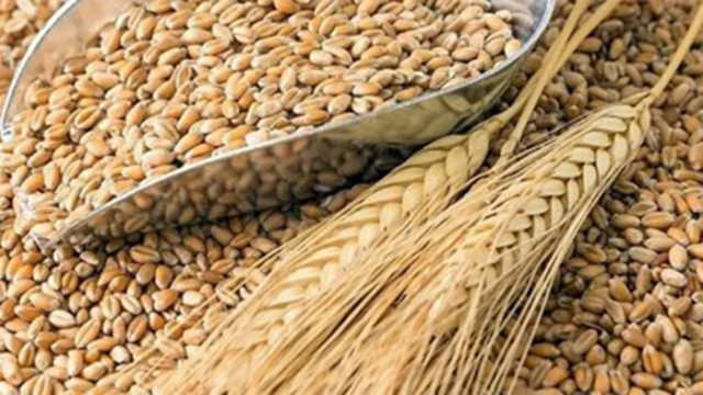 Стотици хиляди тонове пшеница бяха блокирани на голямо индийско пристанище