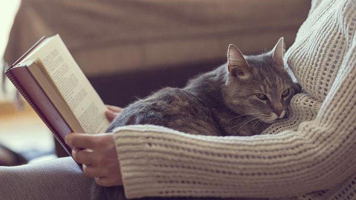 Лекуват ли наистина котките?