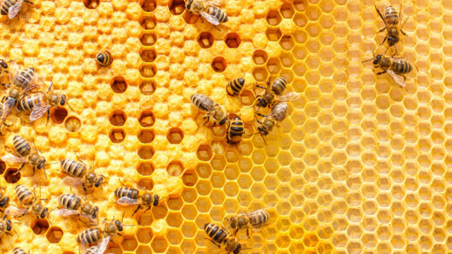 Днес отбелязваме Международния ден на пчелите