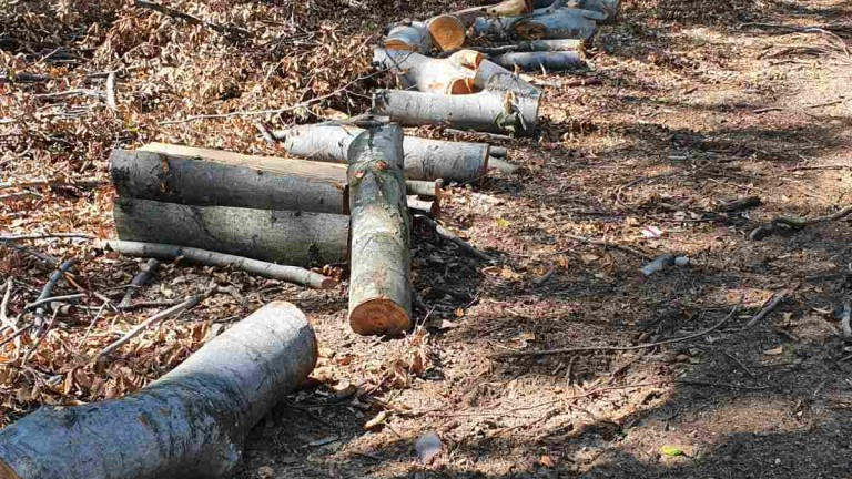 Инспектори от държавните горски предприятия и Изпълнителната агенция по горите