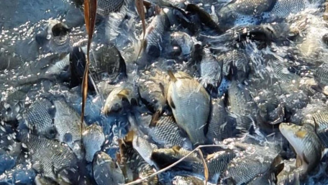 За голямо количество мъртва риба в района на язовир Студен кладенец