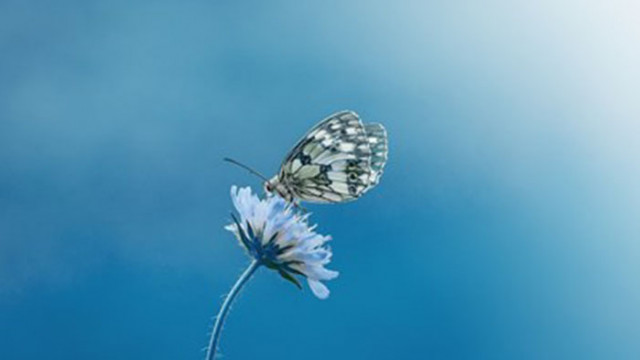 Половината от видовете пеперуди разпространени в Обединеното кралство са застрашени
