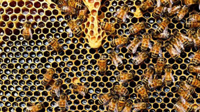 Съдия в Калифорния даде на изчезващ вид пчели статут на риби, за да ги защити