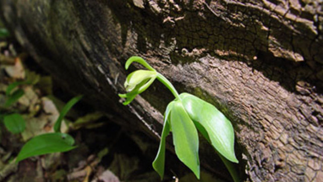 Във Върмонт САЩ е открит застрашен вид орхидея чието наличие
