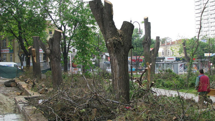 Премахват сухи дървета на няколко улици във Варна
