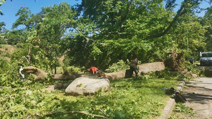 Тежка техника разчиства парка на Сандански от щетите на урагана