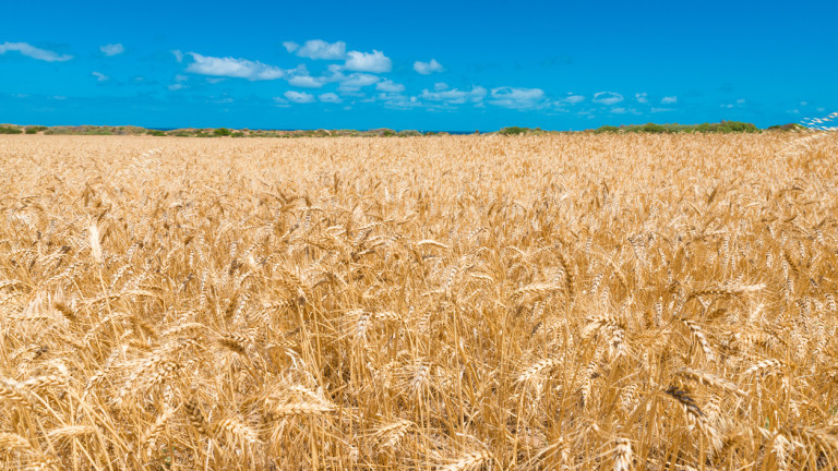 Правителството няма да купува пшеница за резерва за около 1 милиард лева