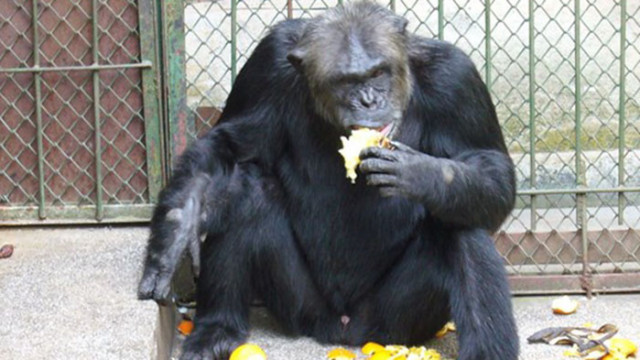 Шимпанзета обитаващи тропическите гори на Уганда са усвоили напълно ново
