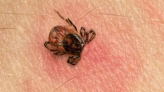 53 души са ухапани от кърлежи във област Варна за
