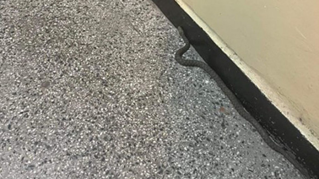 Змия се появи в партера на вход на жилищен блок