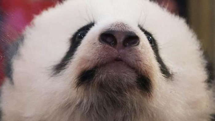 Шуан Шуан, най-старата панда в Мексико, умря на 35 години