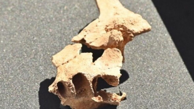 В Испания откриха останки от лицеви кости на човекоподоно на 1,4 милиона години