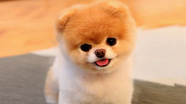 Британското кралско дружество за защита на животните разработи правила за