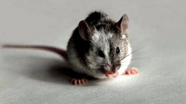 Мишки хранени с мазни храни в продължение на 30 седмици