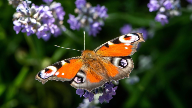 През деня ще бъде предимно слънчево, около и след обяд с