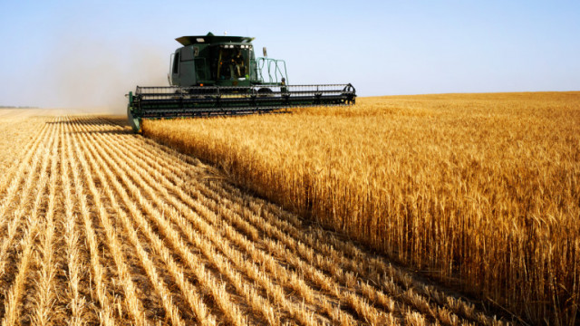 Средните добиви на пшеница в област Добрич наричана житницата на