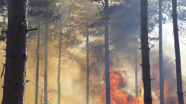 От началото на годината са възникнали 236 горски пожара засегнали