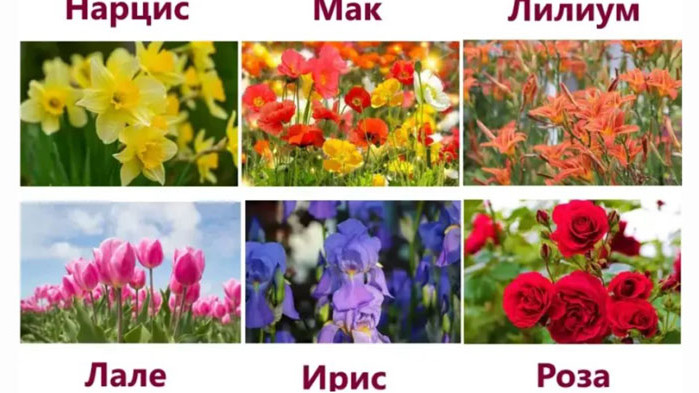 Изберете любимото си цвете (Тест)