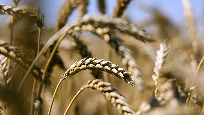 Нищожно количетво от 6000 тона пшеница и 1300 тона ечемик