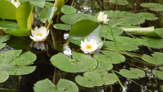 Бяла водна лилия Nymphaea alba се появи в Природен парк