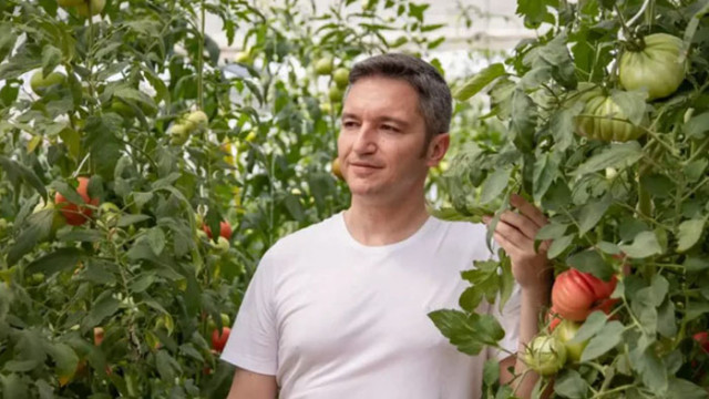 Депутатът от БСП Кристиян Вигенин се снима сред доматите в