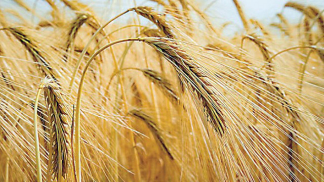 Добивите от пшеница и ечемик в област Плевен са по