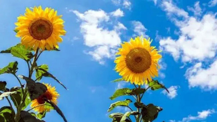 Август месец ще започне с предимно слънчево време. Около и