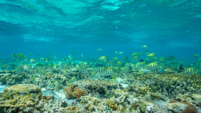 Коралите са се възстановили от бури и избелващи събития до