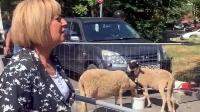 Мая Манолова и нейни активисти изградиха импровизирана кошара с овце