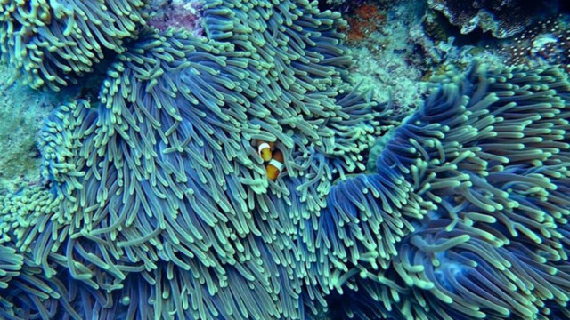 50 средиземноморски вида - корали, гъби, макроводорасли и риби са изчезнали