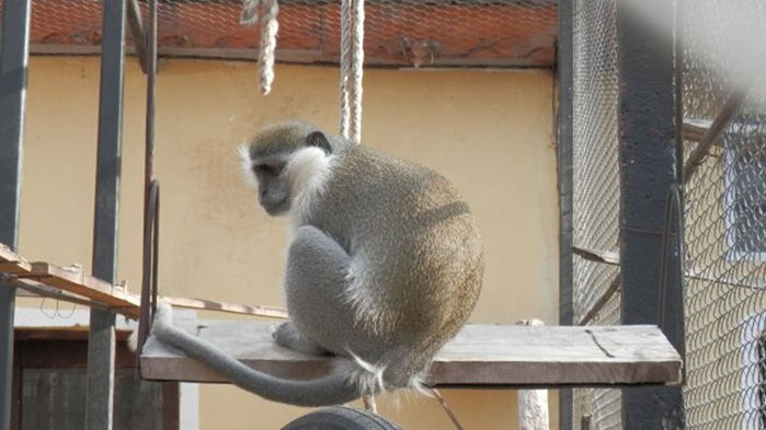 СЗО не приема атаките срещу примати в Бразилия заради майунската шарка