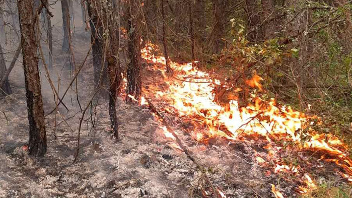 Над 30 са пожарите на територията на страната