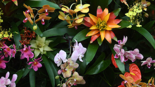 Националният фестивал на орхидеите организиран в Меделин втория по