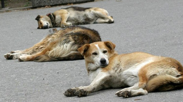 Някой пуска бездомни и агресивни кучета в Благоевград