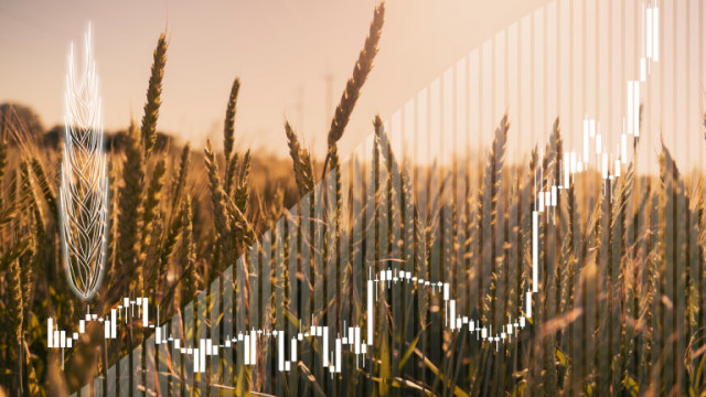 Кои страни са най-големите производители на пшеница в глобален мащаб