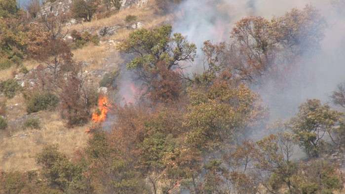 Пожар избухна в широколистна гора в Сакар