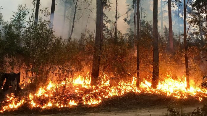 751 декара са били засегнати от горски пожар край Побити камъни