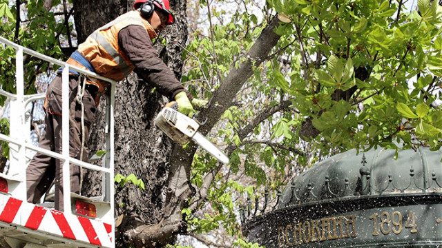 Режат три опасни дървета до сградата на общината във Варна