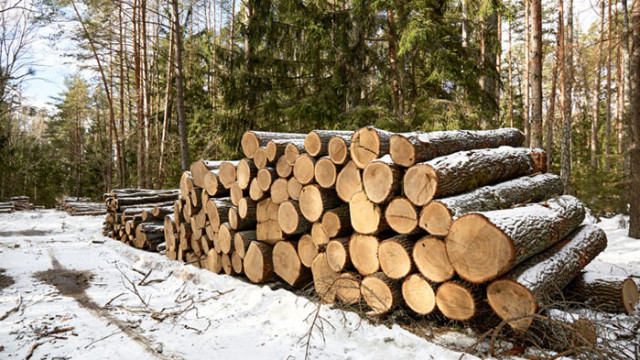 Тройно нарастна търсенето на дърва за огрев, държавата спира износа за трети страни