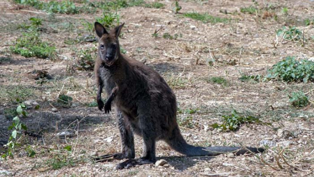 Зоопаркът в Стара Загора вече е дом на двойка кенгуру   съобщи