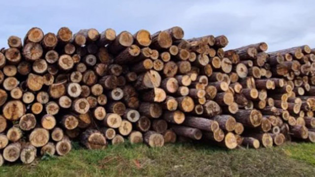 За три месеца е забранен износа на необработена дървесина