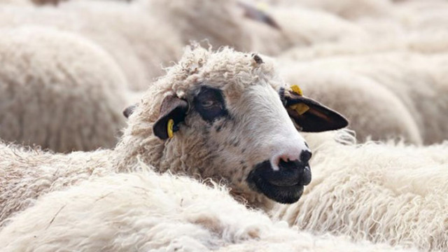 Сериозен недостиг на овче мляко в Северозападна България Животновъди продават