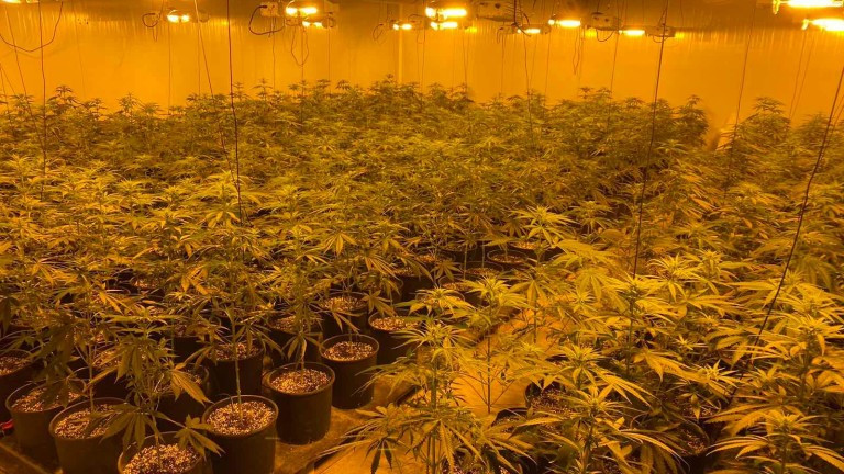 Вискотехнологична наркооранжерия е разкрита във Варна