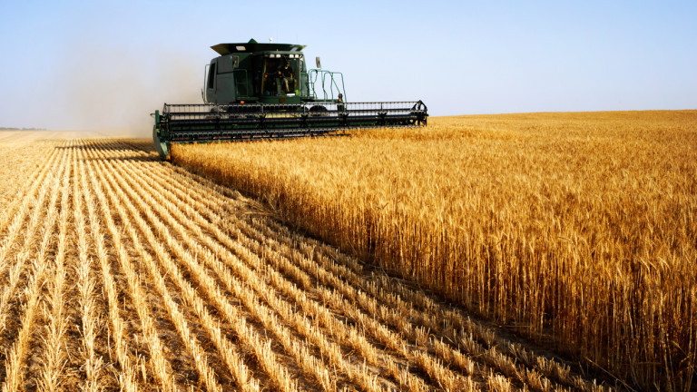 Световните цени на пшеницата падат