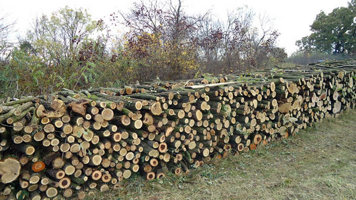 Търсенето на дърва за огрев е увеличено още от есента