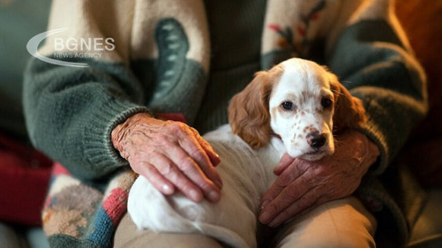 Кучетата също страдат от деменция Но често е трудно да