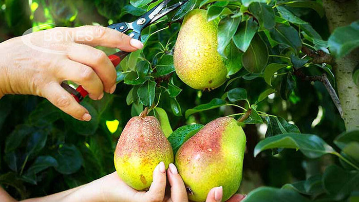 Кой не харесва сочни и сладки круши, особено през есента?