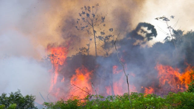 Пожарите в Амазонската екваториална гора в Бразилия нараснаха през август