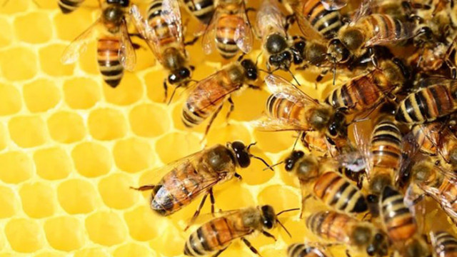 Млад мъж е в кома, след като е ужилен 20 000 пъти от пчели-убийци